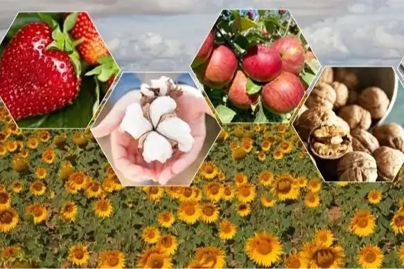 TÜİK: 2025’te Bitkisel Üretimde Gerileme Bekleniyor