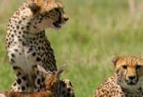 afrikanin vahsi dahileri 2 kasim pazar 20 00de national geographic wild ekranlarinda