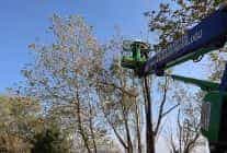 kartepede yesil alanlara bakim