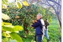 ciftcinin urunu dalinda kaldi belediye topladi halka dagitti