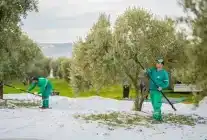 Muğla’nın Milas ilçesinde zeytin hasadı başladı.