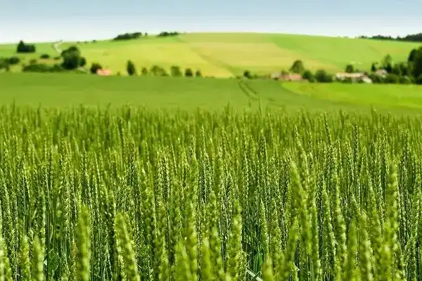 Tarım-ÜFE Yıllık %45,40 Arttı: Tek Yıllık Bitkisel Ürünlerde Sert Fiyat Artışı