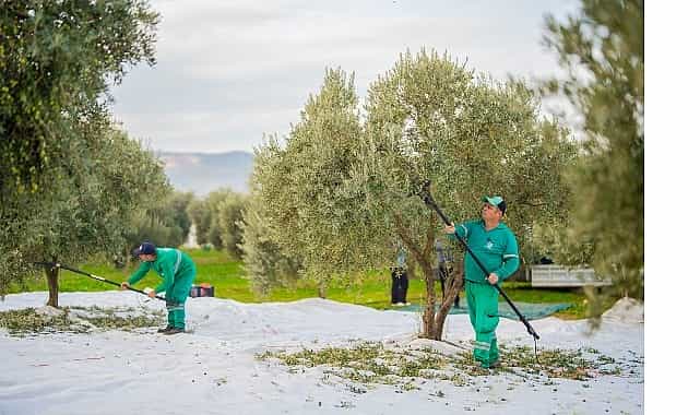 milas belediyesi zeytin hasadina basladi