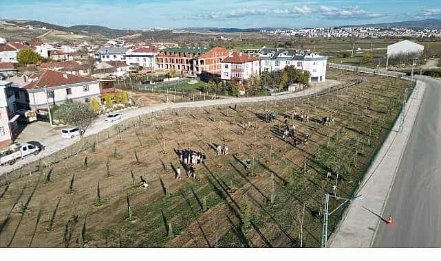 572 fidanli koruluk akhisara nefes olacak