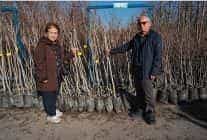 buyuksehir 3 600 trabzon hurmasi fidani dagitiyor