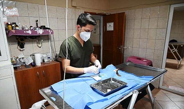 kemerde 227 sokak hayvani kisirlastirildi